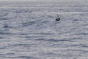 delfín rayado mientras salta en el mar azul profundo foto