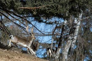 gamo mientras corre en el bosque foto