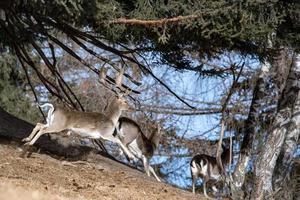 Fallow deer while running in the forest photo