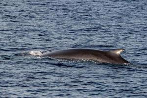 Fin Whale endangered specie rare to see second largest animal in the world photo