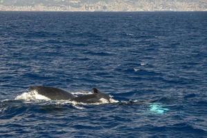 Humpback whale in Mediterranean sea ultra rare near Genoa, Italy August 2020 photo