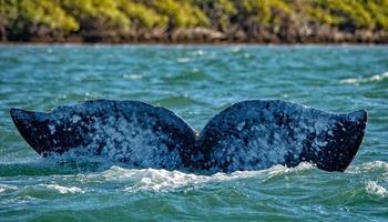 grey whale tail going down in ocean at sunset photo