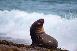 Roar of Male sea lion seal photo