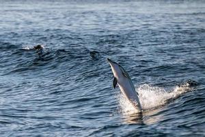 Dolphin while jumping in the deep blue sea photo