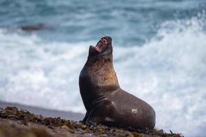 Roar of Male sea lion seal photo