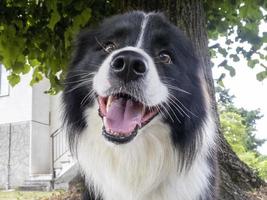 young border collie dog portrait photo