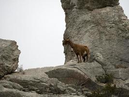 mountain goat on rocks in sardinia photo