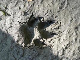 wolf paw print on mud photo