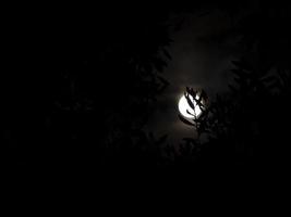 full moon on black tree branches photo