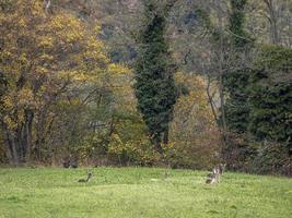 fallow deer family in autumn season like painting photo