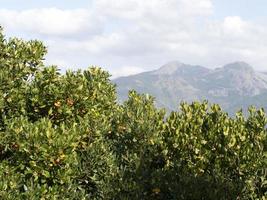 Strawberry fruit tree in Liguria, Italy photo