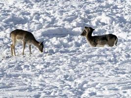 Deer in the snow in winter photo