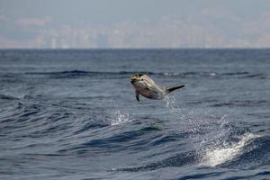 delfín rayado mientras salta en el mar azul profundo foto