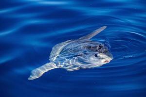 pez luna en la superficie del mar mientras come medusas velella foto