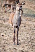 female red Deer portrait looking at you photo