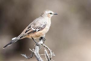 pájaro pinzón patagónico de cerca en un árbol foto