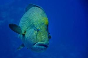 Red Sea Napoleon Fish close up portrait photo