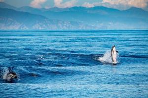 Dolphin while jumping in the deep blue sea photo