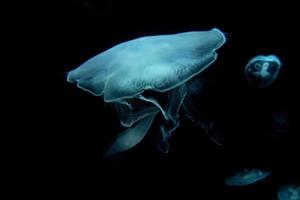 jellyfish isolated on black sea close up detail photo