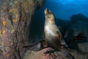 puppy sea lion underwater coming to you photo