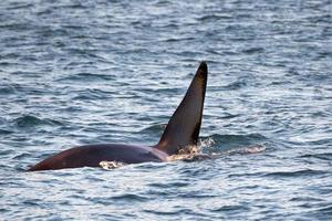 orca killer whale male fin in mediterranean sea photo