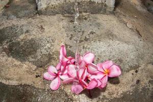 Spa flowers petals close up detail isolated photo