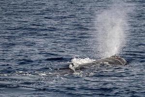 blow of Sperm Whale at sunset while blowing breath photo