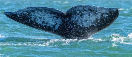 grey whale tail going down in ocean at sunset photo