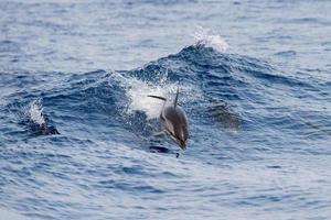 Dolphin while jumping in the deep blue sea photo