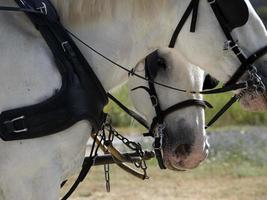 draft working horse close up detail photo