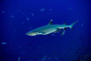 tiburón de arrecife de punta blanca listo para atacar bajo el agua foto