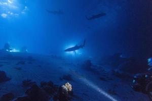 diving in shark infested water at night on alimatha maldives site photo