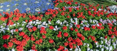 usa flag made of flowers photo