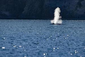 Blue Whale the biggest animal in the world  in Baja California Sur Mexico photo