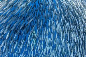 Striped marlin and sea lion hunting in sardine bait ball in pacific ocean photo