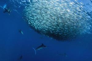 Striped marlin and sea lion hunting in sardine bait ball in pacific ocean photo