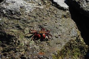 red crab baja california sur mexico in cortez sea rock photo