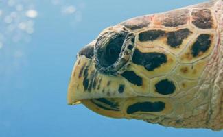 A sea Turtle portrait close up while looking at you photo