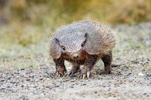 patagonia armadillo close up portrait photo