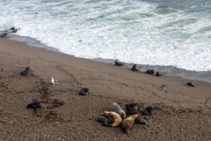 baby newborn sea lion on the beach photo