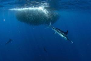 caza de marlin rayado en bola de cebo de sardina en el océano pacífico foto
