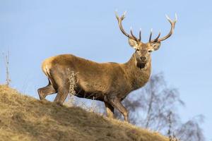 male red Deer portrait looking at you photo