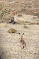 hare standing on the grass photo