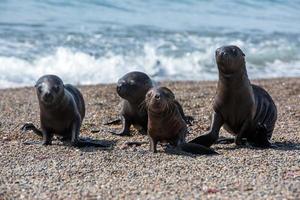 baby newborn sea lion on the beach photo