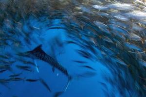 Striped marlin hunting in sardine bait ball in pacific ocean photo