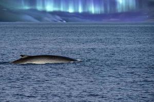 ballena de aleta especie en peligro de extinción segundo animal más grande del mundo en el fondo del cielo de la luz del norte foto