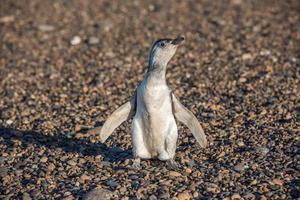 newborn baby Patagonia penguin close up portrait photo