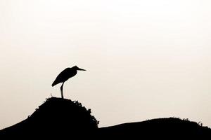 egret silhouette in baja california mexico photo