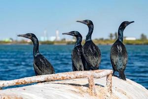 cormorant while resting on rocks photo