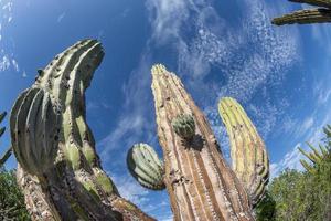 Baja california desert cactus photo